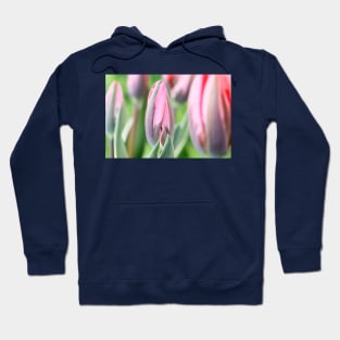 Tulipa &#39;Pretty Princess&#39; Triumph Group Tulip Hoodie